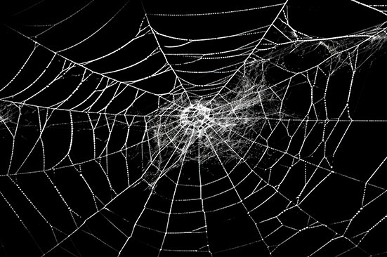 Are Your Employees' Credentials for Sale on the Dark Web? - Blue Box IT